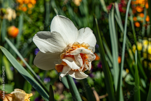 Fleurs d'Annecy