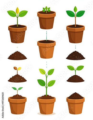 Plant growth stages shown from seed to plant, with soil and pot