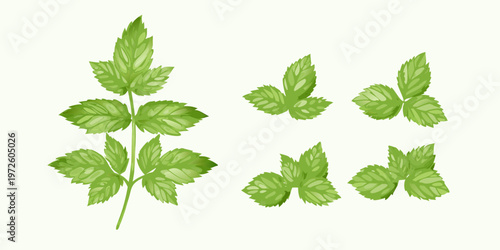 Illustrative depiction of vibrant green mint leaves in varying arrangements