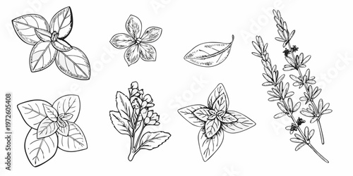Detailed botanical illustration of various herb sprigs and individual leaves