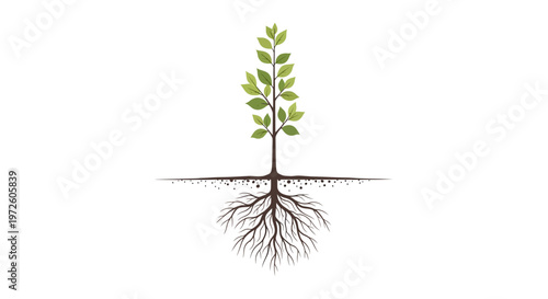 Small green plant with roots growing.