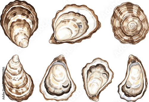Realistic Oyster Shell Vector Set Featuring Open and Closed Sea Shells for Seafood Restaurant Menus, Marine Biology Illustrations, and Coastal Kitchen Decor Designs
