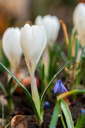 White Spring Flowers - white CROCUS a.k.a Crocus kotschyanus, A delicate white flower