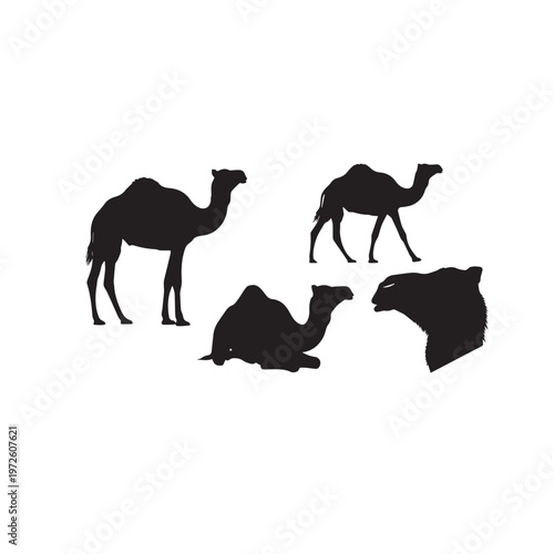 Camel Silhouette Set Black White Vector Illustration Camel Animal Silhouette Collection Desert Mammal Vector Camel Black Silhouette Isolated Set Minimal Animal Illustration