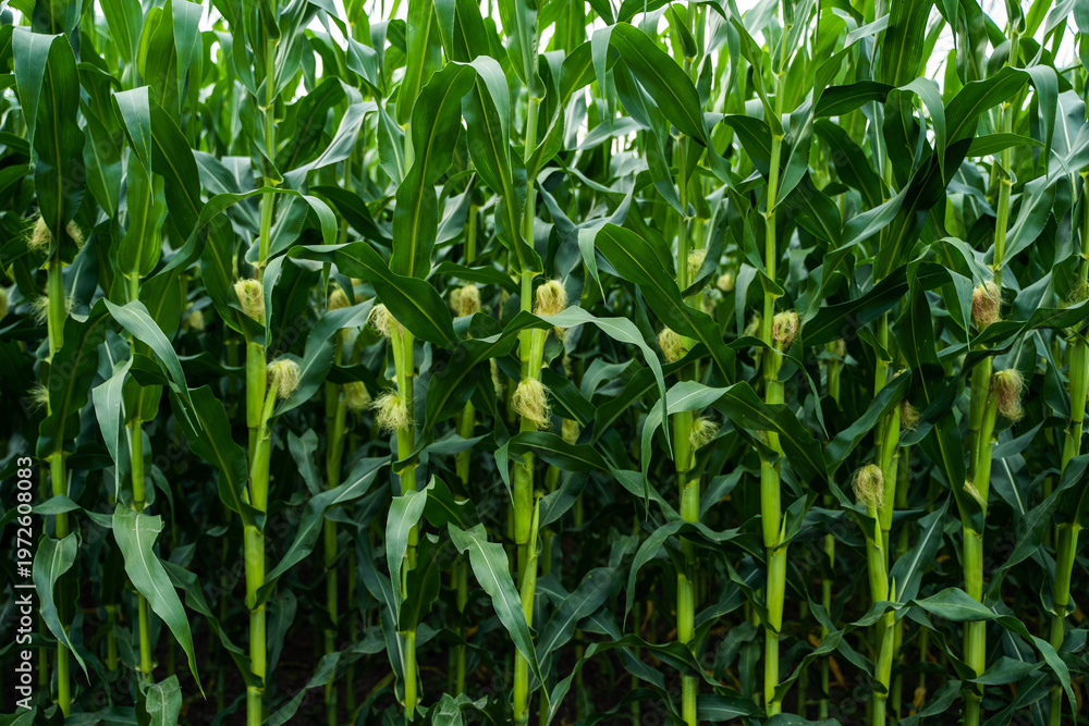 Fototapeta premium Green corn stalks growing in a vast farm field under natural sunlight, showcasing agricultural growth, sustainable farming, and healthy organic crops