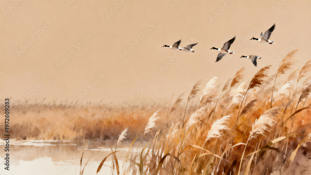 Obraz premium Four Canada geese flying over autumn reeds on misty water
