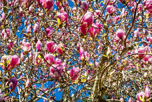 Tulip Tree Background 2