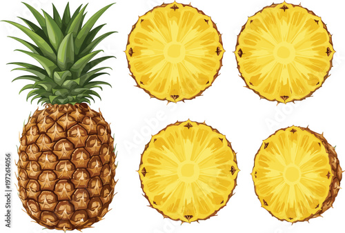 Tropical Pineapple Vector Set with Whole Fruit and Cross Section Slices for Summer Food Packaging Exotic Fruit Branding and Island Nature Designs