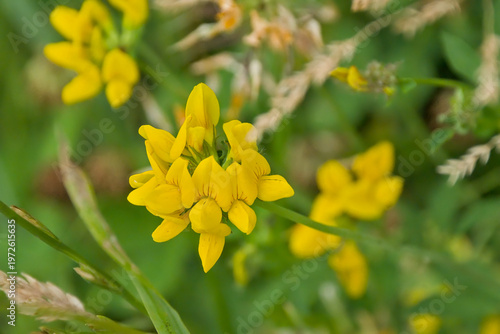 Billede på lærred Yellow bird`s foot trefoil flower, selective focus on a green bokeh background -