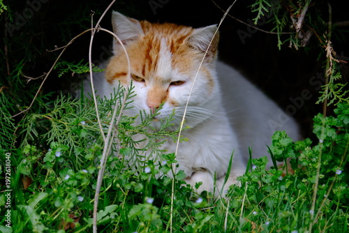 cat in grass