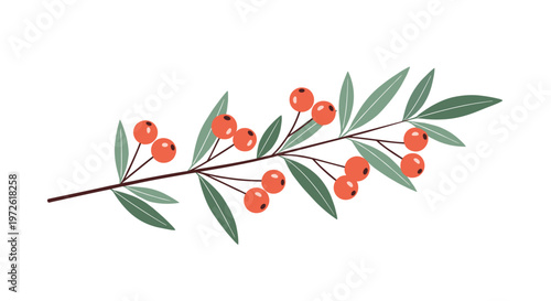 botanical branch featuring small red berries and narrow green leaves is depicted in a simple colored illustration style for nature designs.