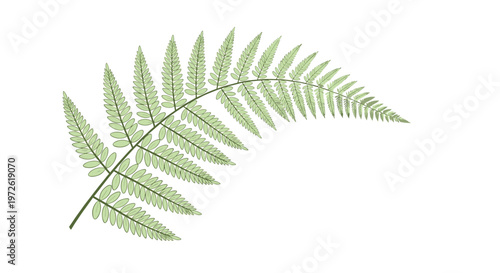Beautiful light green fern leaf featuring detailed leaflets and a slender stem isolated on a white background for botanical and nature designs.