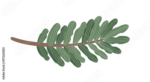 Single branch of an evergreen pine or fir tree with short green needles is illustrated in a soft and very natural style.