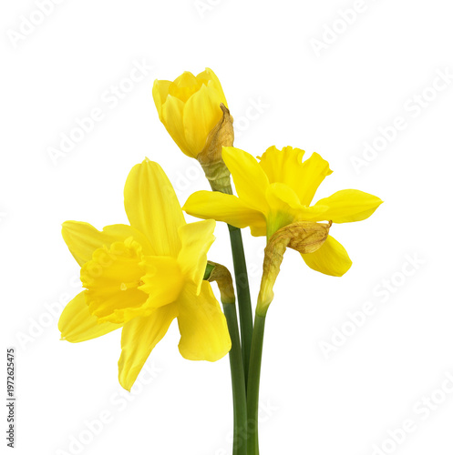 Small bouquet of yellow nar...