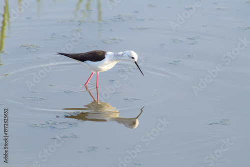 CIGÜEÑUELA COMÚN (Himantopus Himantopus) EN UNA LAGUNA