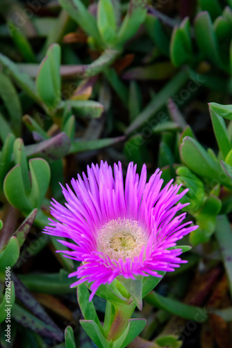 PLANTA Y FLOR DE UÑA DE GATO (Carpobrotus Edulis)