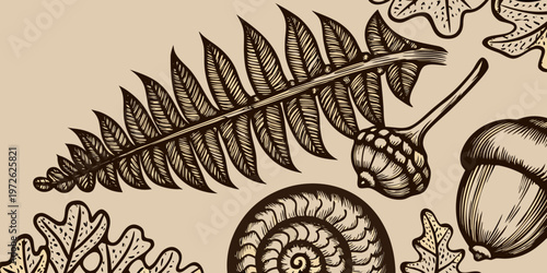 Vintage botanical illustration featuring ferns acorns and a nautilus shell