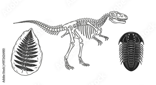 Dinosaur skeleton and fossilized leaves trilobite.