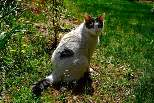 cat in the grass