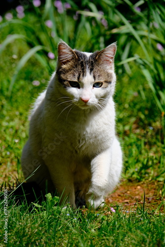 cat on the grass