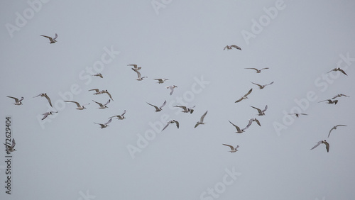 Foto Flock of terns coming in to roost at Langebaan after a day feeding at sea