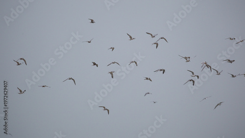 Bild auf Leinwand Flock of terns coming in to roost at Langebaan after a day feeding at sea