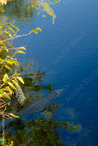 Florida Alligator laying in wait in the shallow waters of the Tamiami Trail Canal