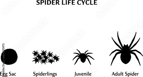 Spider Life Cycle Stages Silhouette Diagram – Egg Spiderling Juvenile Adult Spider Arachnid Biology Illustration