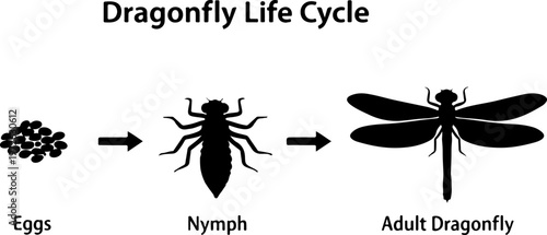 Dragonfly Life Cycle Illustration – Eggs, Nymph, Adult Stages