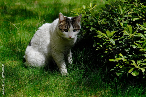 cat on the grass