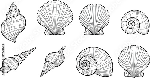 Seashell collection line art illustration with various shell shapes including spiral conch and scallop marine outline set for beach design