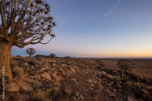 Foto Quiver tree forest on a rocky hillside at sunrise