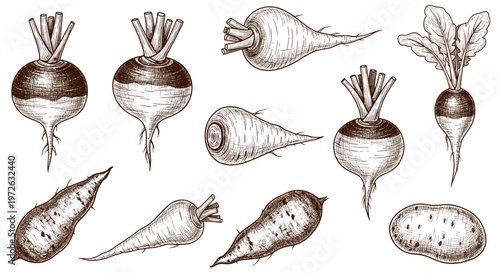Collection of hand-drawn root vegetables and tubers in a vintage sketch style