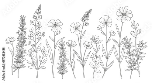 Delicate line art illustration of various wildflowers and herbs in a meadow setting