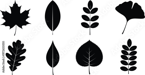 Collection of diverse black leaf silhouettes featuring maple, oak, ginkgo, heart, lanceolate, compound, and elliptical botanical shapes illustration