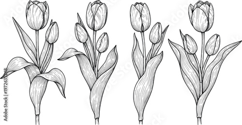 Fotografi Tulip flower line art illustration set with detailed petals leaves and stems bot