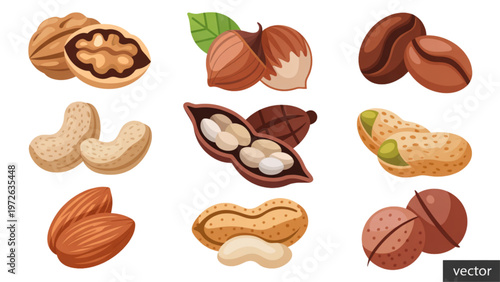 Assorted nuts including almonds, walnuts, and hazelnuts displayed together Vector