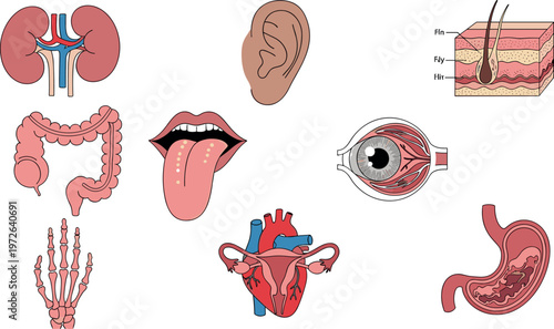 Human body parts illustration set including kidney ear skin eye tongue heart stomach and skeleton medical anatomy collection design