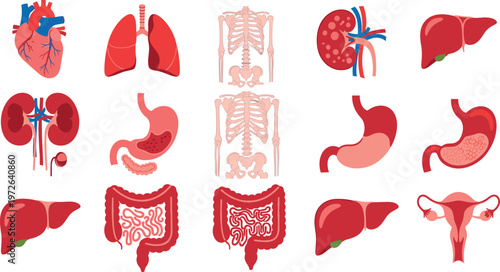 Human internal organs illustration set including heart lungs kidneys liver stomach skeleton and digestive system medical anatomy collection design