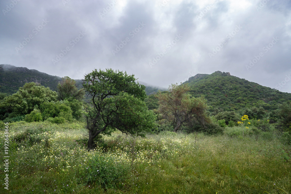 Obraz premium Misty Green Hills with Wildflowers and Lone Tree