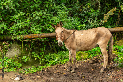 Burro em área rural diante de vegetação densa de floresta tropical