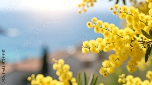 Yellow mimosa flowers swaying in breeze against blurry sea background. Sunny spring landscape with soft sun lighting. Floral nature view in morning daylight.