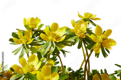 Photos yellow winter aconite or Eranthis hyemalis flowers in spring sunlight isolated o