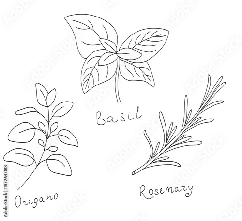  Hand-drawn botanical line art of basil, rosemary, and oregano herbs.
