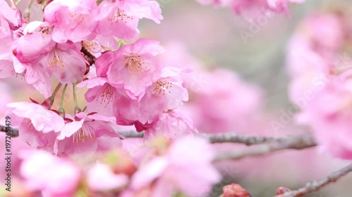 風に揺れるピンクの陽光桜のフィックス撮影