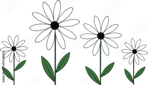 Daisy flower growth illustration, stylized plant artwork, floral progression concept drawing, nature line art design, botanical variation artwork