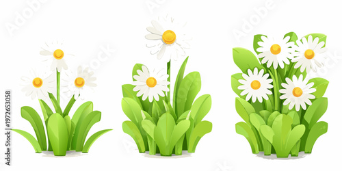 A progression of daisies single bloom to a full bouquet