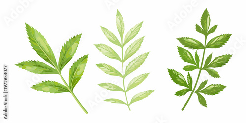 Three vibrant green leafy stems against a clean white background