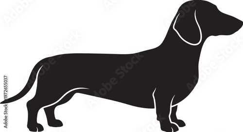 Black silhouette of a long bodied dachshund standing sideways also transparent background long body
