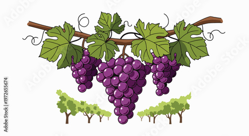 Illustration of a bunch of purple grapes hanging from a vine with green leaves on a white background.